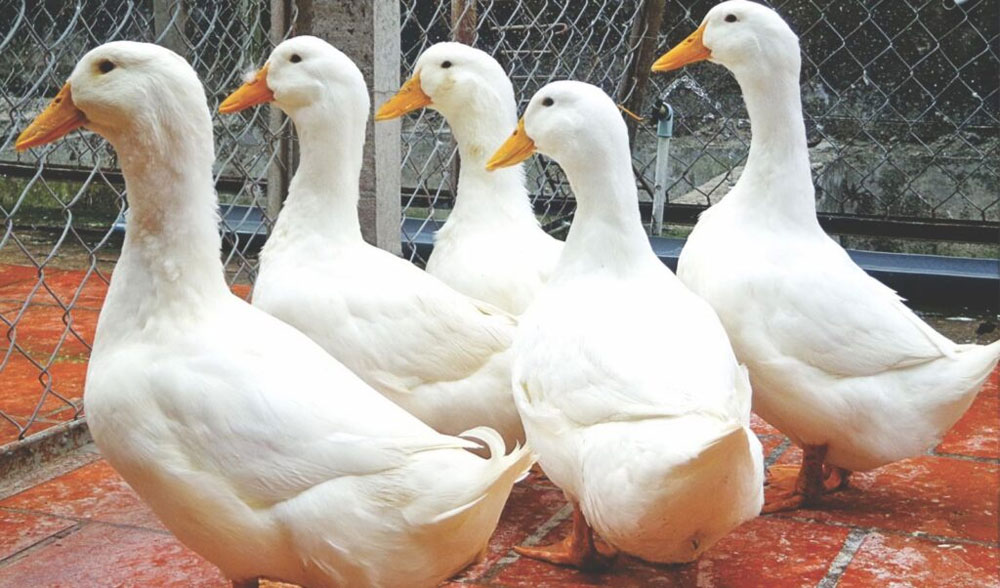 Lựa chọn mua vịt cỏ hoặc vịt bầu để quay giòn, ngon